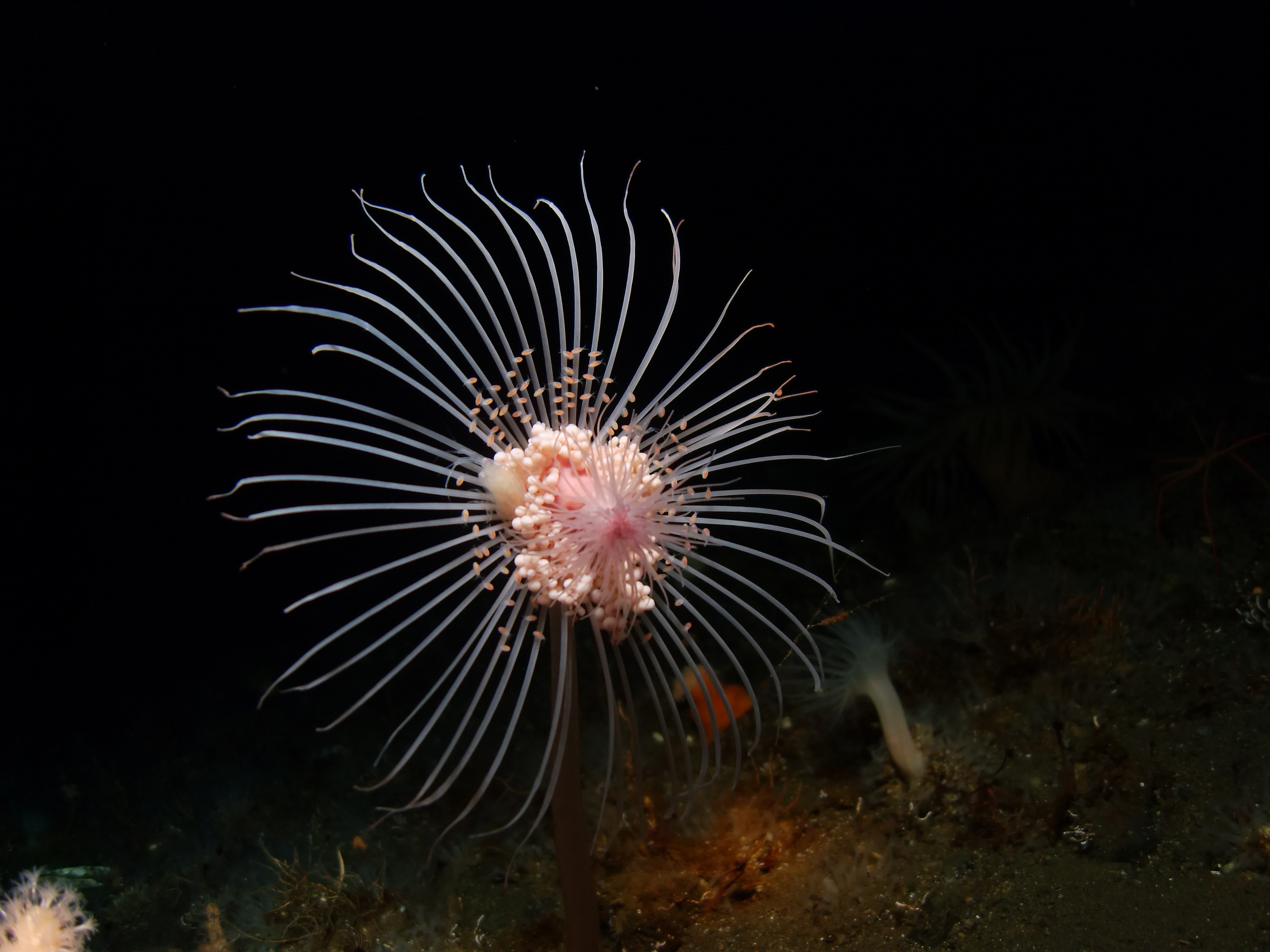 Образ жизни полипы и медузы. Hydrozoa – Гидроидные. Морские Гидроидные полипы. Гидроидные полипы Кишечнополостные. Гидроидные медузы и полипы.